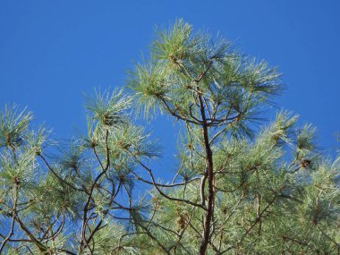 Doğal ağaç dalları Phoenix, Arizona doğusunda dört doruklarına izinde özetini.