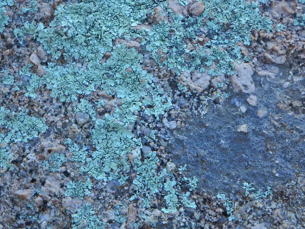 Image Abstraite Naturelle Lichen Sur Les Rochers Trouvés Sur Sentier — Photo