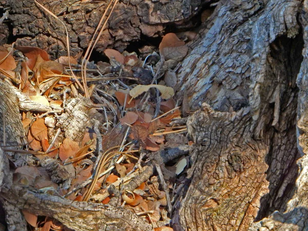 Résumé Naturel Écorce Des Arbres Des Feuilles Sur Sentier Four — Photo