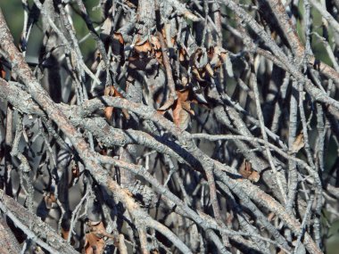 Doğal ağaç dalları Phoenix, Arizona doğusunda dört doruklarına izinde özetini.
