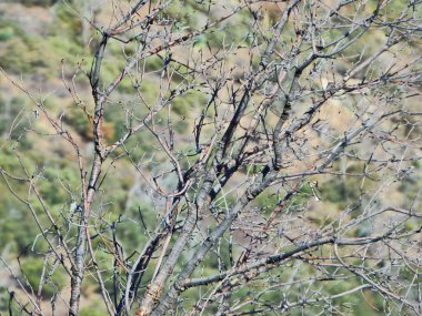 Doğal ağaç dalları Phoenix, Arizona doğusunda dört doruklarına izinde özetini.