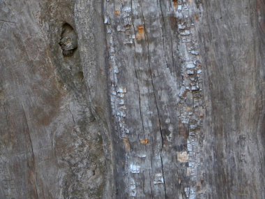 Doğal bir soyut bir ağaç gövdesinde dört doruklarına yolun doğusunda Phoenix, Arizona dan.