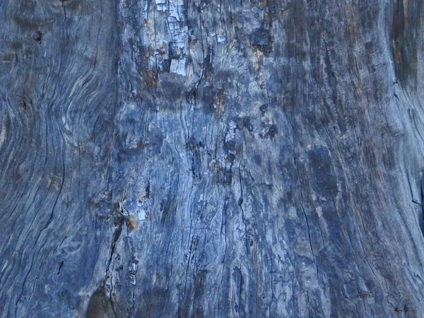 Natural Abstract Tree Trunk Four Peaks Trail East Phoenix Arizona — Stock Photo, Image