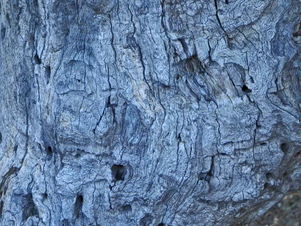 Natural Abstract Tree Trunk Four Peaks Trail East Phoenix Arizona — Stock Photo, Image