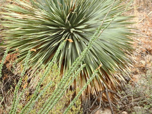 亚利桑那州菲尼克斯东部沙漠阿帕奇小径上的奥科蒂约分支和龙舌兰的自然抽象 — 图库照片