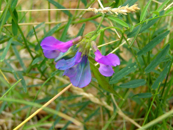 Pink and aqua colored flowers in northern Arizona.