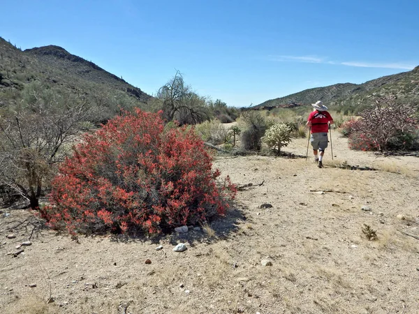 Arbusto Chuparosa Roja Flor Sendero Dove Mountain Desierto Norte Tucson Imagen De Stock