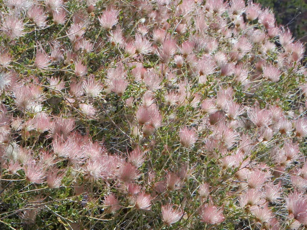 Gran Arbusto Flores Apache Plume Gran Cañón Arizona Imagen De Stock