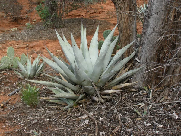 Blue agave plants in desert around Sedona, Arizona.