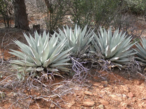 Plantas Agave Azul Desierto Alrededor Sedona Arizona Fotos De Stock