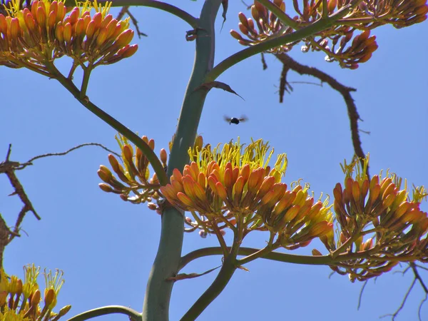 Orange and yellow blossoms of a Century Plant in bloom in the desert of