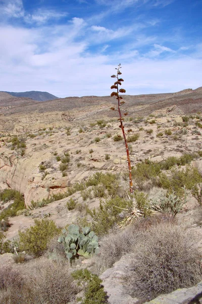 Orange and yellow blossoms of a Century Plant in bloom in the desert of Arizona.