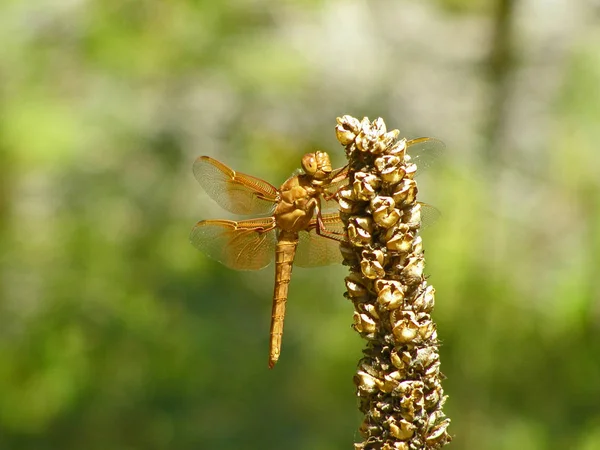 Een Oranje Dragonfly Klampt Zich Vast Aan Stengel Van Een — Stockfoto