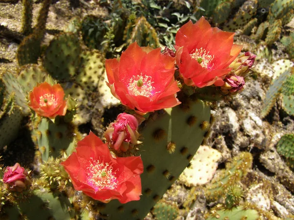Κόκκινο Φραγκόσυκο Κάκτος Λουλούδια Στην Έρημο Στη Σεντόνα Αριζόνα — Φωτογραφία Αρχείου