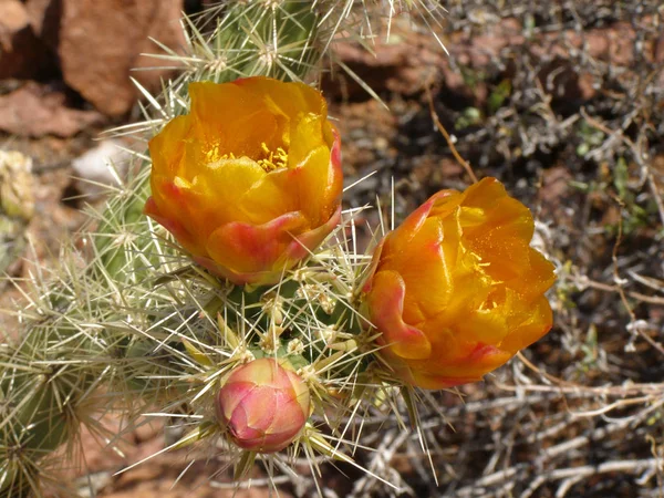 Flores Naranjas Brillantes Cactus Cólera Buckhorn Buitre Pico Desierto Oeste Fotos De Stock