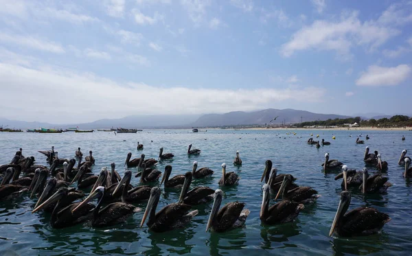 Pelcanos en la playa en la herradura Şili