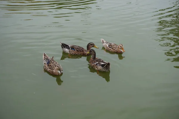 Patos en el lago en la serena