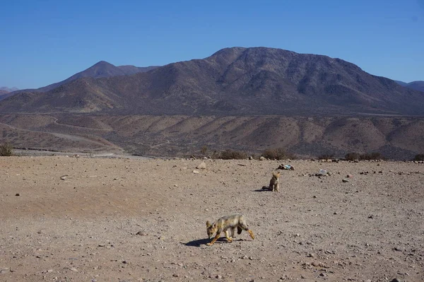 Carretera con varios zorros en el desierto Şili