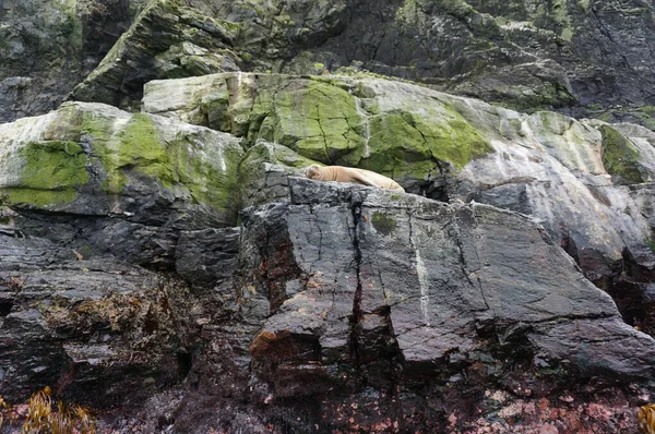 En lo alto una morsa descansando