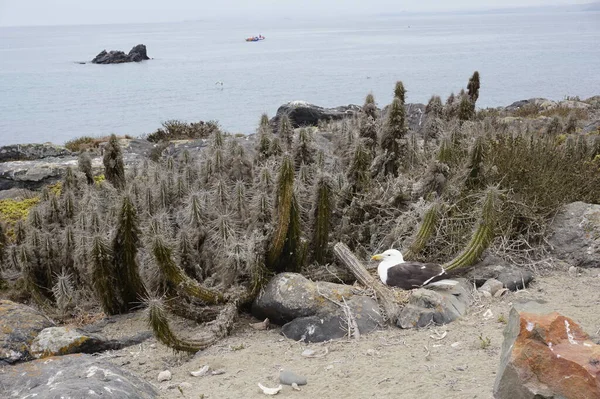 En lo alto de una de las montaas de la playa isla damas