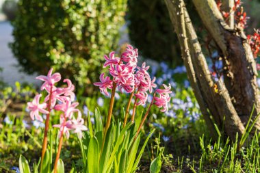 Sümbül bahar bir çayır üzerinde