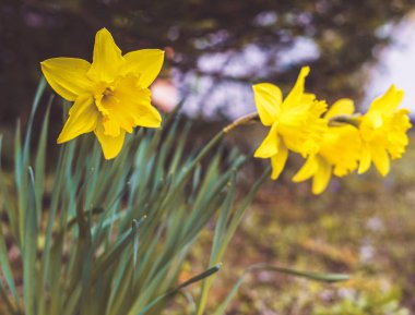 Çayırdaki sarı nergisler