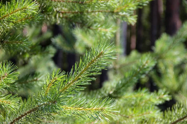 Güneşli bir günde çam dalları