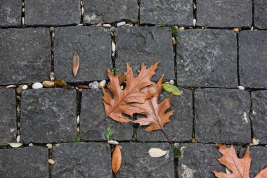 Kaldırım arka plan üzerinde kahverengi sonbahar yaprakları