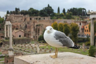  Martı Roma Forum arka plan üzerinde kameraya bakıyor