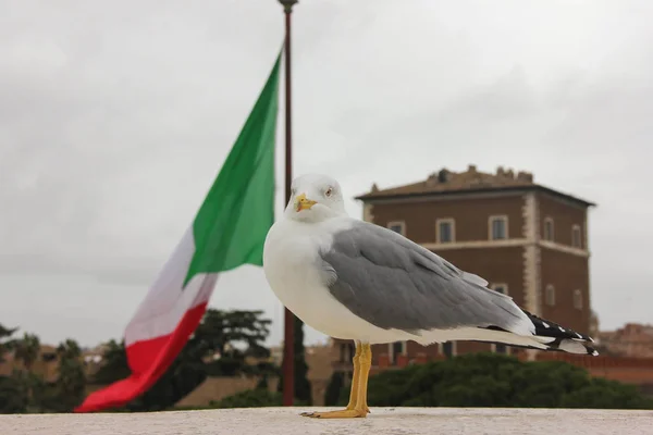  Martı Fotoğraf makinesine tarihinde Roma'da Piazza Venezia İtalyan bayrağı arka planı arıyor