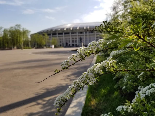 Luzhniki Stadı beyaz fllowers bahar, Moskova ile