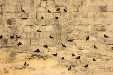 Dikey sarı tuğla eski fort duvarda oturan birçok güvercinler
