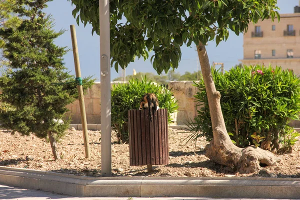Tekir kedi bin yeşil park kafasından gizler