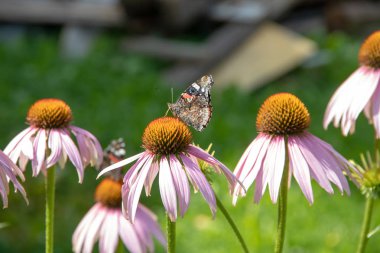 Kelebek çiçek echinacea purpurea üzerinde küçük kaplumbağa kabuğu