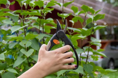 Bahçe araç budayıcı şube arka plan üzerinde kadın elinde