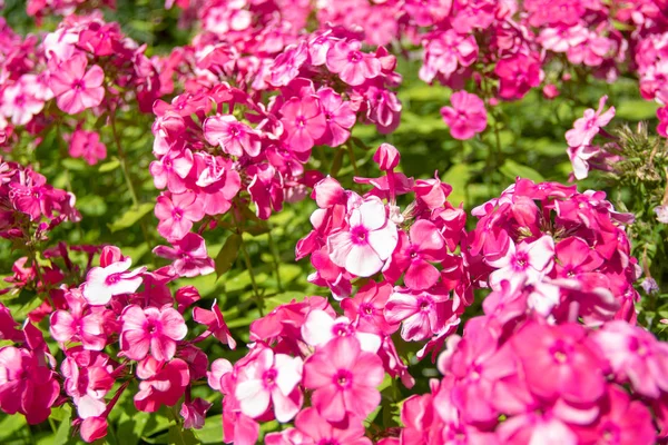 Sacco Fiori Rosa Flox Sfondo — Foto Stock