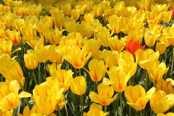 Campo di giallo bei tulipani con strisce rosse da vicino. Primavera a Keukenhof giardino fiorito, Netherlans — Foto Stock