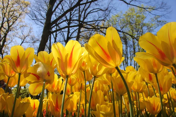 Campo di giallo bei tulipani con strisce rosse da vicino. Alza lo sguardo al cielo blu. Primavera a Keukenhof giardino fiorito, Netherlans — Foto Stock