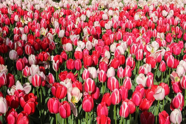 Campo di rosso e bianco bei tulipani da vicino. Primavera a Keukenhof giardino fiorito, Netherlans — Foto Stock