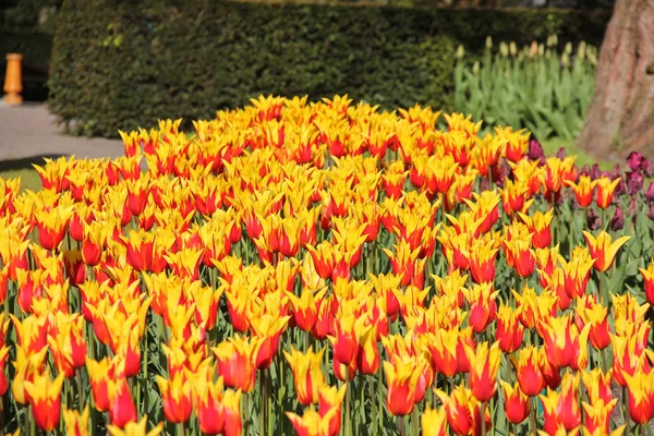 Campo di rosso e giallo bei tulipani da vicino. Primavera a Keukenhof giardino fiorito, Netherlans — Foto Stock
