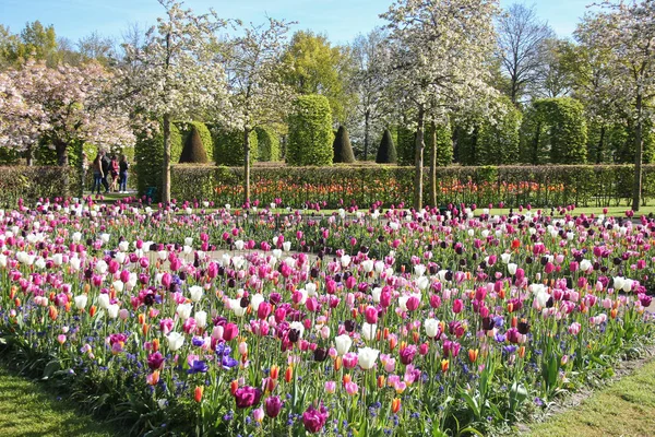 Aiuola di viola e bianco bei tulipani nel parco verde. Primavera a Keukenhof giardino fiorito, Netherlans — Foto Stock