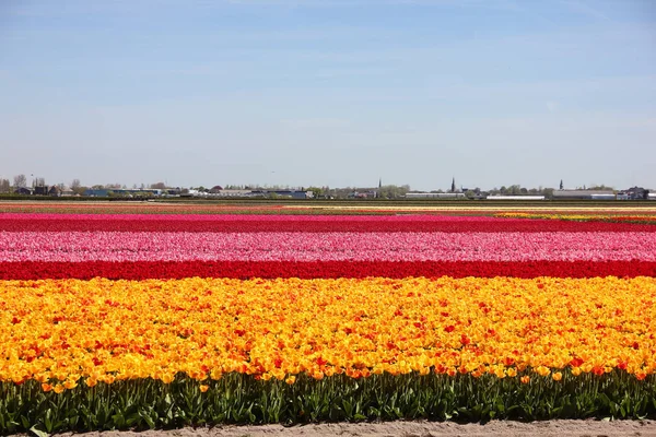 Infinito campo colorato a strisce di giallo, rosso e rosa bei tulipani. Primavera a Keukenhof giardino fiorito — Foto Stock