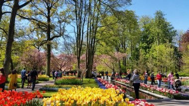 Keukenhof çiçek bahçesi bahar zaman yürüyüş insanlar turistler. Ön plan üzerinde beyaz, sarı ve kırmızı güzel Lale alan yakın çekim