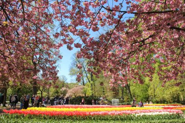 Sarı ve kırmızı güzel Lale alanın üzerine çiçek açan badem ağacı dalları. Keukenhof çiçek bahçesi bahar zaman yürüyüş turist