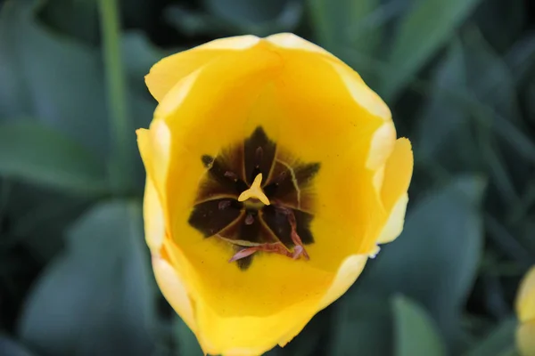 Tulipano bello giallo macro con nucleo nero da vicino. Primavera a Keukenhof giardino fiorito. Sfondo sfocato — Foto Stock