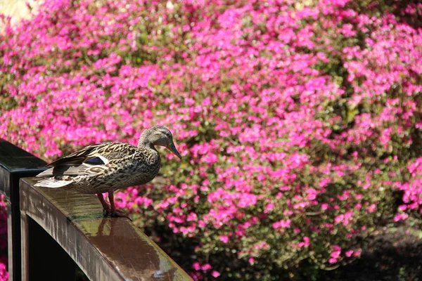 Kuş ördek ahşap demiryolu Köprüsü'nde güneş ışığı altında. Büyük güzel pembe bush. Bahar zaman Keukenhof Çiçek Bahçesi, Hollanda