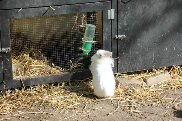 Şirin kabarık beyaz küçük tavşan küçük hayvanat bahçesi arkasından. Bahar zaman Keukenhof Çiçek Bahçesi, Hollanda