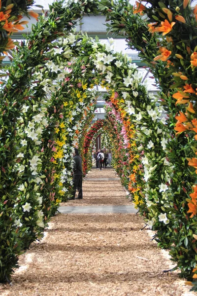 Lily çiçek güzel kemer yolu sonunda Keukenhof çiçek bahçesi bahar zaman yürüyüş turist