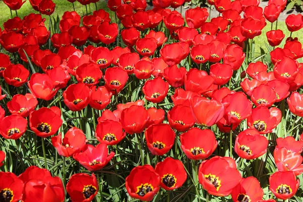 Campo di bei tulipani rossi da vicino. Primavera a Keukenhof giardino fiorito, Paesi Bassi — Foto Stock