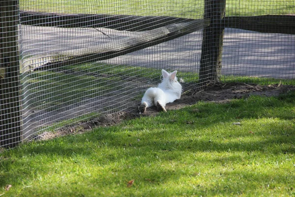 Cute fluffy white little bunny rabbit from the back in small zoo. Spring time in Keukenhof flower garden, Netherlands